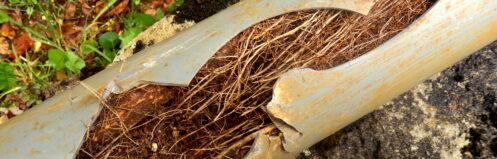 Tree root infiltration in sewer pipe
